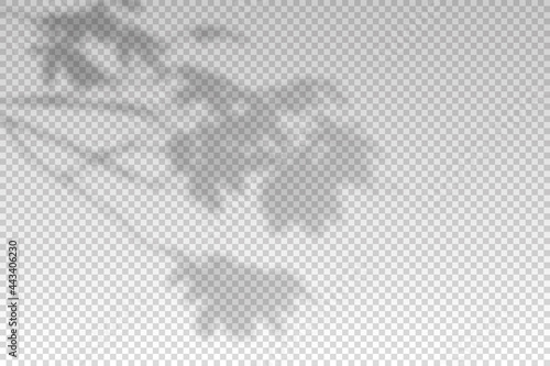 Shadow of leaf from window. Shadow palm leaves isolated on transparent background. Sunshine for effect overlay. Plant shade. Tropic tree. Tropic natural foliage for summer mockup. Vector illustration
