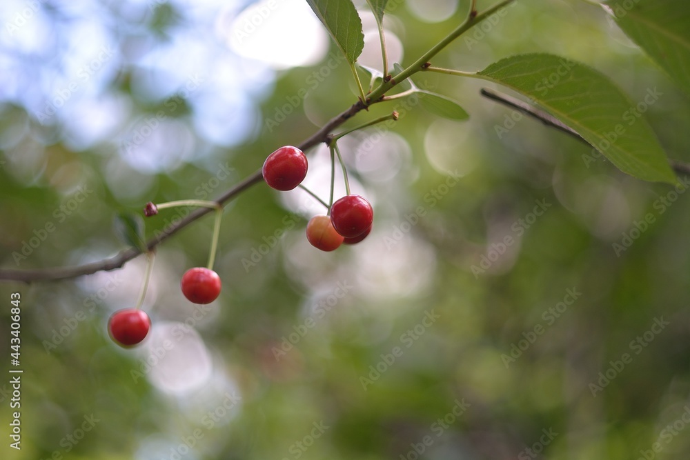 Wild red cherry, berry picking in the forest. Wild red cherry, berry picking in the forest.