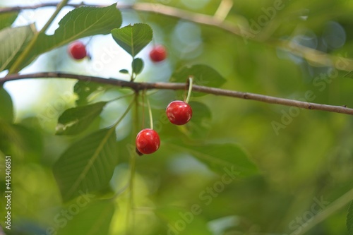 Wild red cherry, berry picking in the forest.