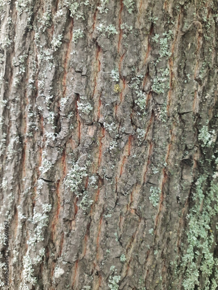 Fototapeta premium moss, wood, tree bark, texture, tree