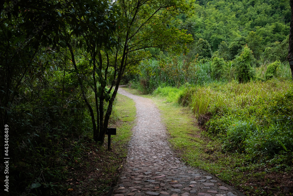 Beautiful nature forest with stone and concrete pathway into the jungle on mountain at Thailand