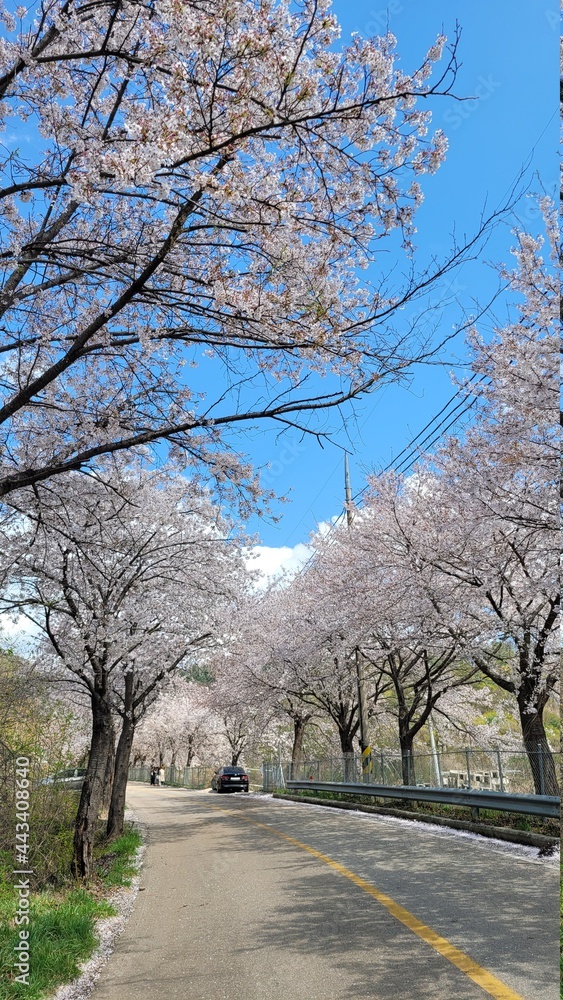 춘천 부귀리의 봄