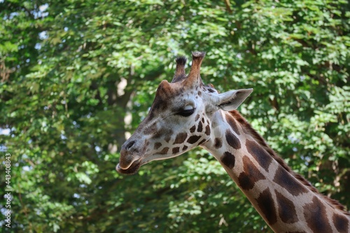 Beautiful Rothschild s Giraffe in Zoo in Liberec. African Animal with Long Neck in Czech Zoological Garden.