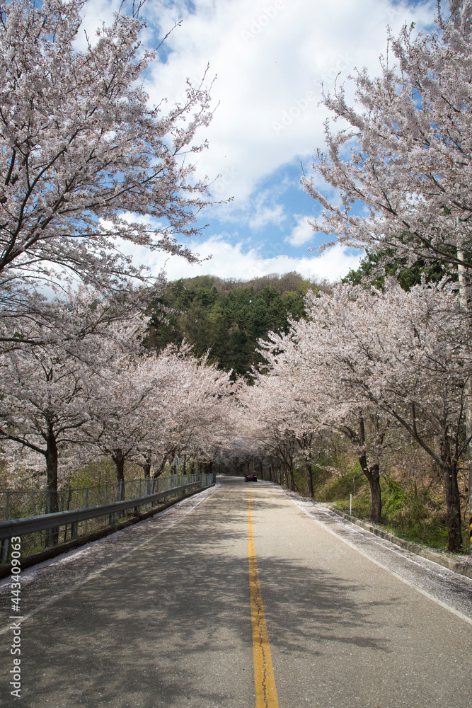 Fototapeta premium 춘천 부귀리의 봄