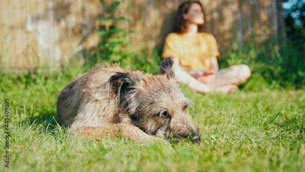 A cute shaggy dog lies on the sunny lawn while a young woman relaxing leaning her back against the wooden wall with a smartphone in hands on the background. A cute shaggy dog lies on the sunny lawn while a young woman relaxing leaning her back against the wooden wall with a smartphone in hands on the background.