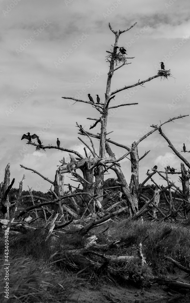 Obraz premium Des jeunes cormorans sur des branches d´arbres morts. Un des cormorans a les ailes ouvertes et se sèche au soleil. Photographie en noir et blanc renforçant l aspect dramatique.