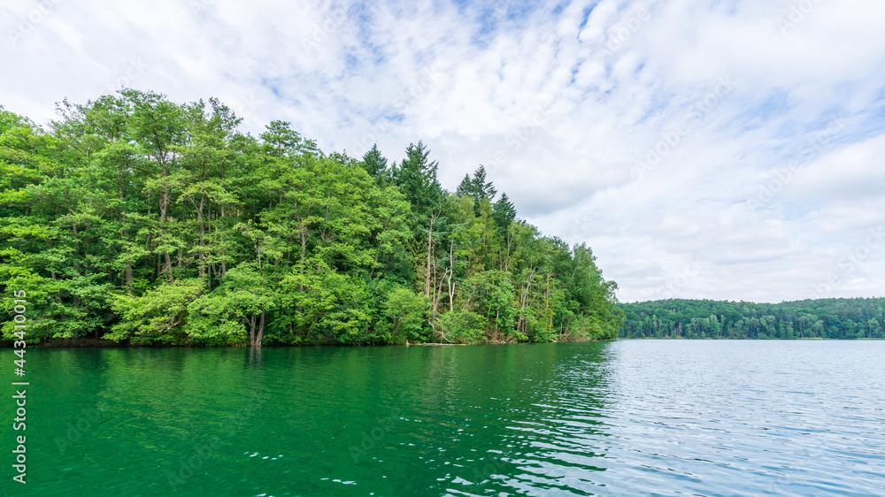 Trees on the shore of a lake in Lagow, Poland Trees on the shore of a lake in Lagow, Poland