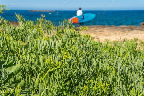 Close-up of the Mediterranen sea fennel plant photo