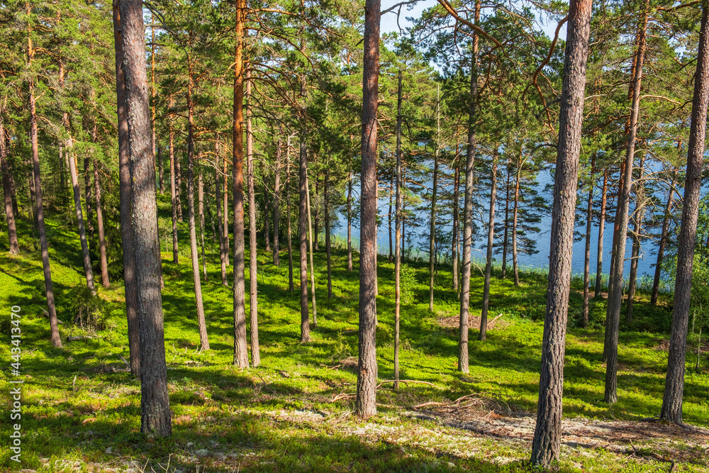Beautiful pine forest at a lakeshore in the summer Beautiful pine forest at a lakeshore in the summer
