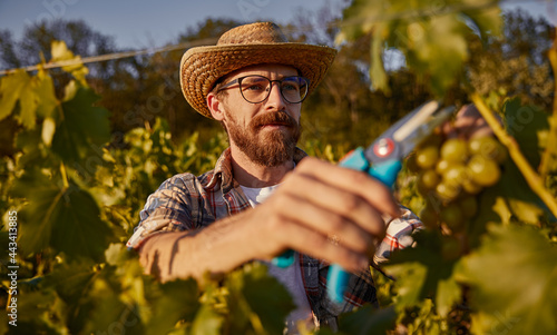 Mature farmer harvesting grapes on vineyard