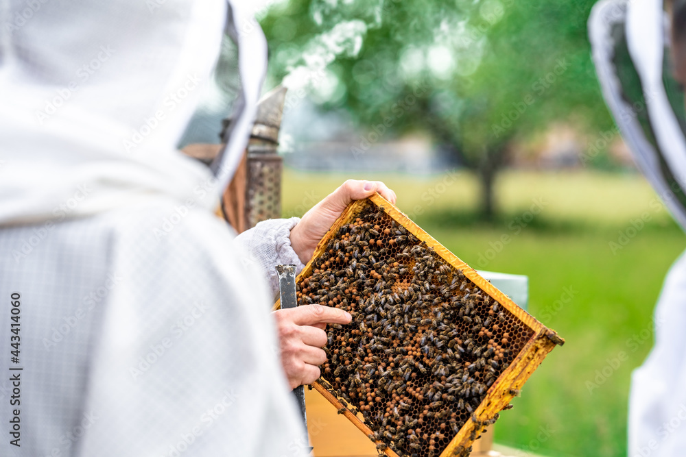 wax frame in bee hive, honey production wax frame in bee hive, honey production