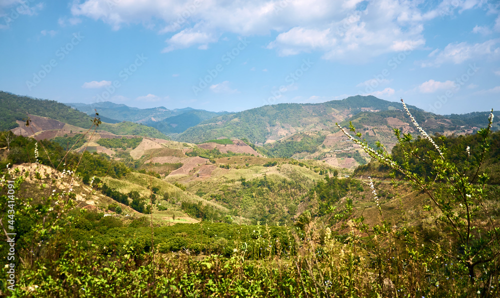 Mountainside plantations at Doi Mae Salong. Mountain landscapes of northern Thailand. Chiang Rai Province. Thailand. Thai highlands. Tea Plantations