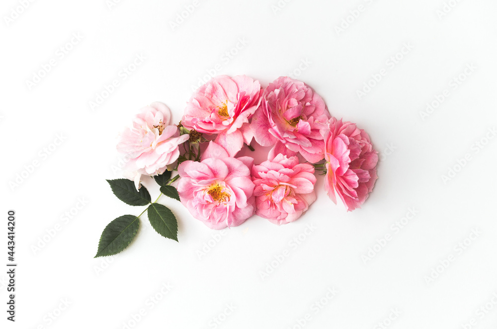 Fototapeta premium Flowers composition made of pink roses isolated on white background. Floral design. Flat lay, top view, copy space