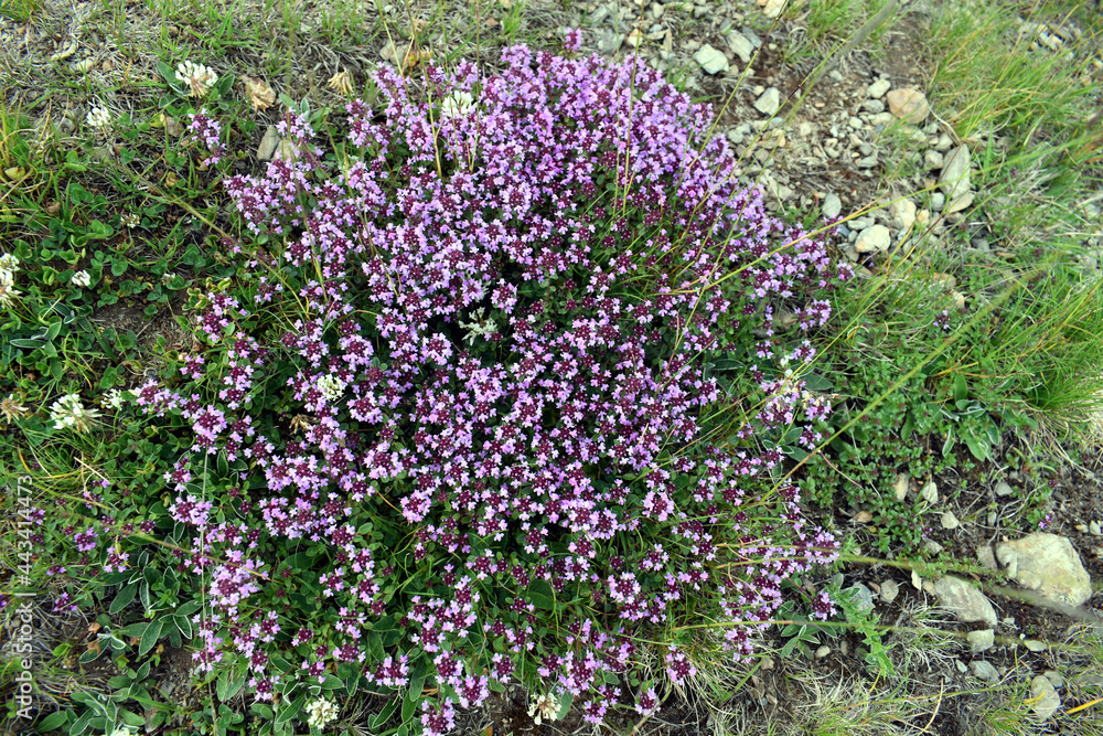 Obraz premium Medicinal herbs, thyme in the mountains.