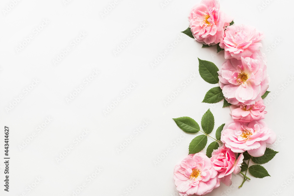 Flowers composition made of pink roses isolated on white background. Floral design. Flat lay, top view, copy space Flowers composition made of pink roses isolated on white background. Floral design. Flat lay, top view, copy space