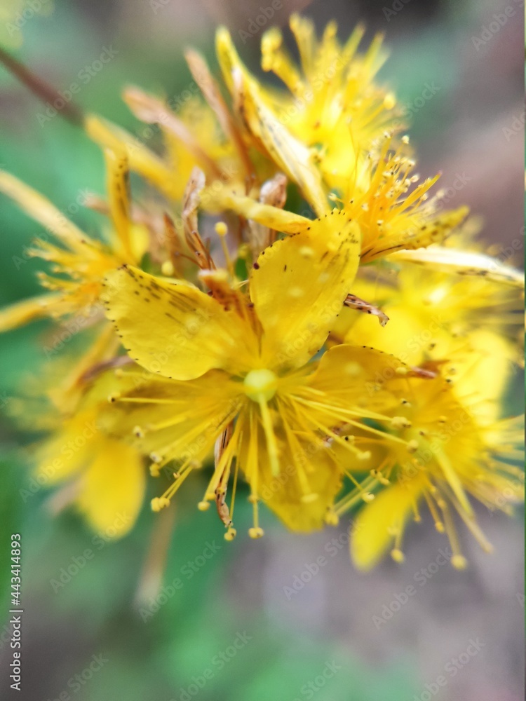 St. John's wort flowers