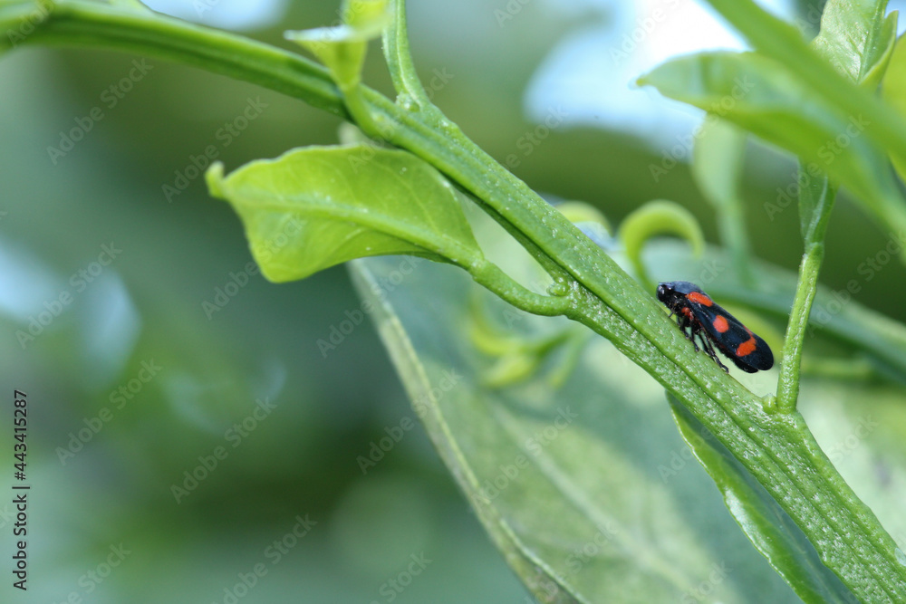 cercopis vulnerata red insect photo cercopis vulnerata red insect photo