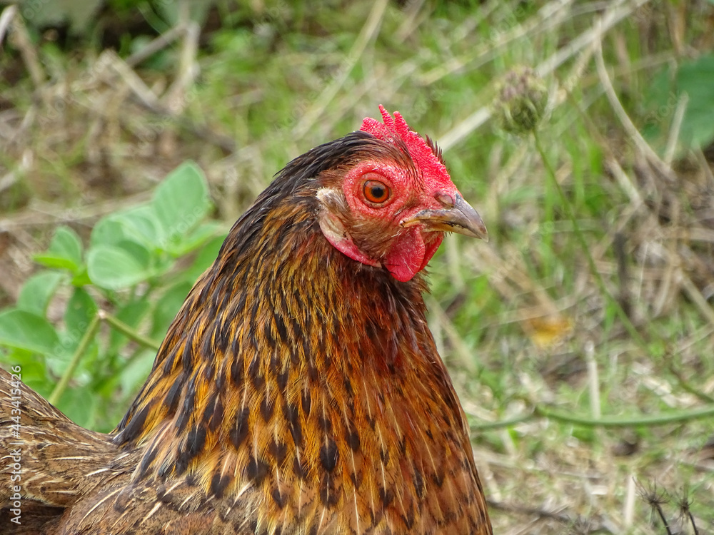 Photo of a chicken, outdoors, sustainable farming.
