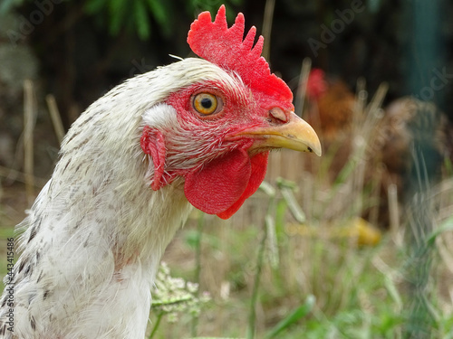 Photo of a chicken, outdoors, sustainable farming.