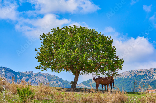 Two horses hide in shade of single large tree from sun heat in noon among hills. Beautiful moment in nature photo