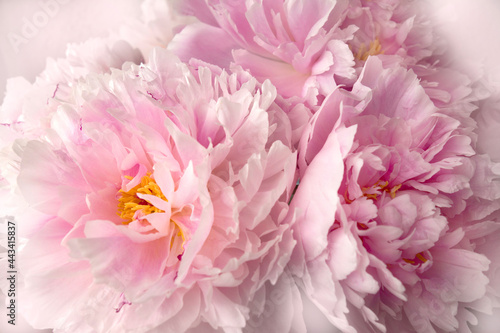 bunch of romantic pink peonies flowers in macro or close-up style like floral wall art image or beautifil flowery background © starblue