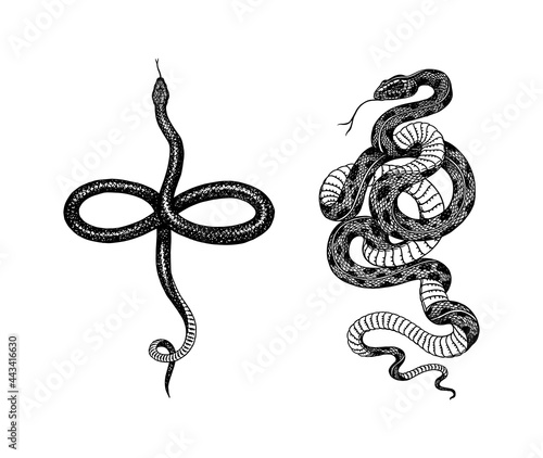 Pit viper. Crotaline snake or pit adders. Eastern racer or Coluber constrictor. Venomous Reptilia illustration. Engraved hand drawn in old sketch, vintage style for sticker and tattoo.