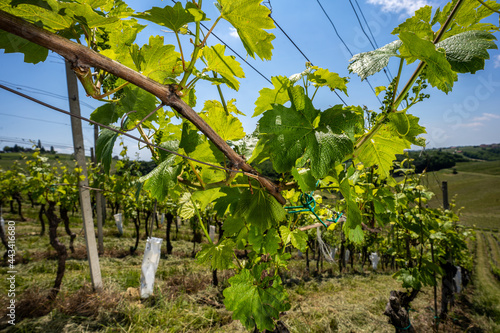 Vineyards and a vine Jeruzalem in Slovenia photo