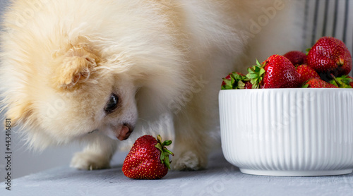 Thoughtful pretty Pomeranian looking at strawberries. Spitz wants to eat strawberries.