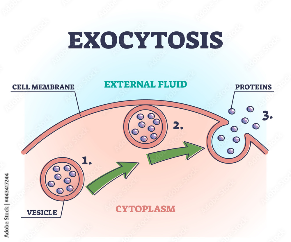 Exocytosis process explanation as proteins release mechanism outline