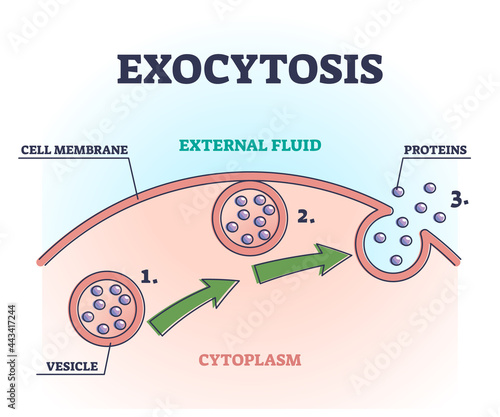 Exocytosis process explanation as proteins release mechanism outline diagram. Educational labeled cellular side view with external fluid, proteins and vesicle vector illustration. Anatomical transport photo