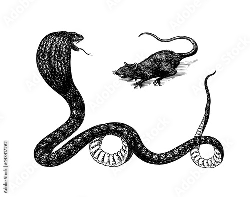 Indian cobra. Spectacled or Asian or binocellate. Venomous snake Reptilia illustration. Engraved hand drawn in old sketch, vintage style for sticker and tattoo.
