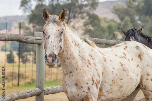 White horse with brown spots