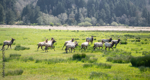 Wallpaper Mural herd of deer on green grass. wild animals in wildlife. flora and fauna. deer in nature. Torontodigital.ca