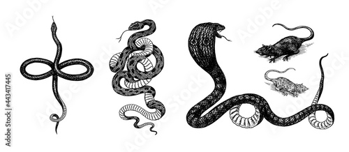 Set of snakes. Pythonidae or python. Boinae or boas or boids. Eastern racer or Coluber constrictor. Indian cobra or spectacled or Asian or binocellate. Engraved hand drawn in old sketch, vintage style