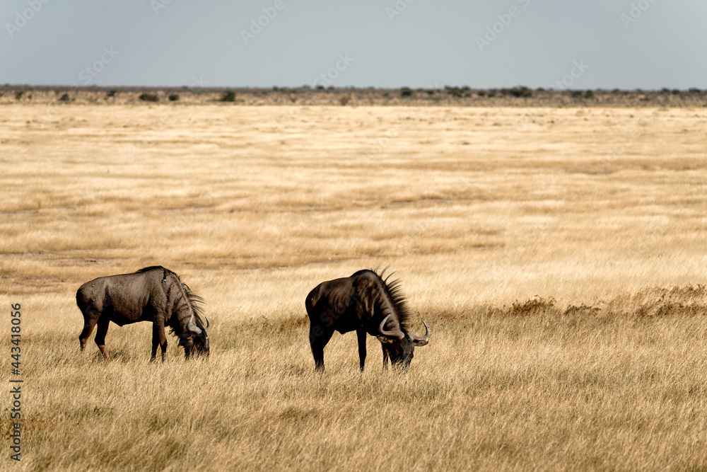 Wildbeast in Etosha national park, Namibia.. Wildbeast in Etosha national park, Namibia..