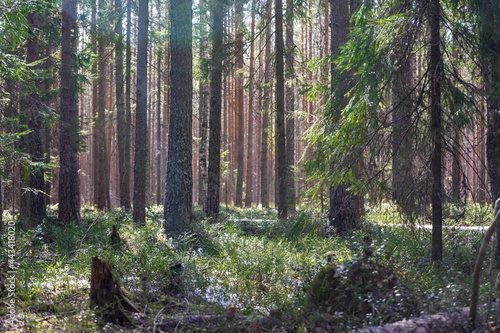 A simple forest landscape in the forest with pine trees and spruces