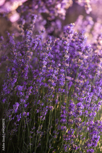 Beautiful lavender field at sunrise. Purple flower background. Blossom violet aromatic plants.