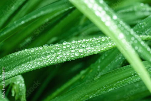 green grass wet with dew, water drops on plant leaves