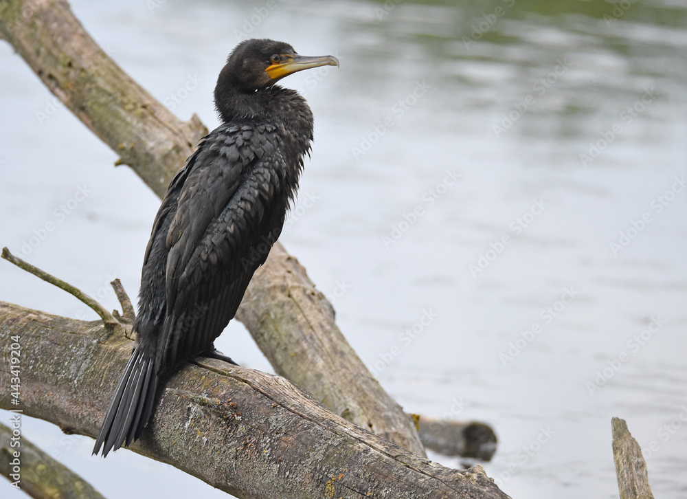 Kormoran - Phalacrocorax carbo