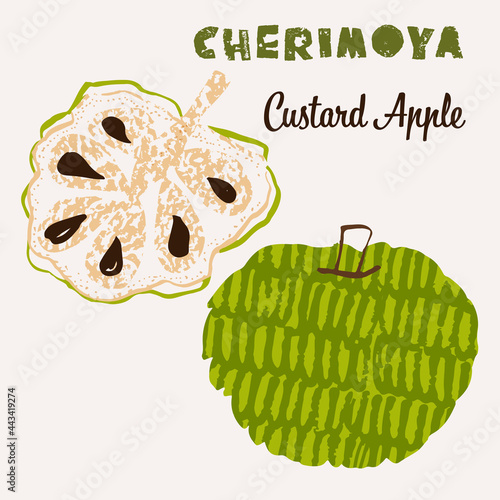 Cherimoya fruit vector illustration. Colorful textured modern design.