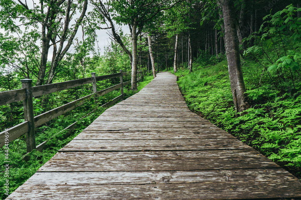 Hiking trail and boardwalk near Pointe A La Renommee lighthouse in Gaspesie, Quebec (Canada)