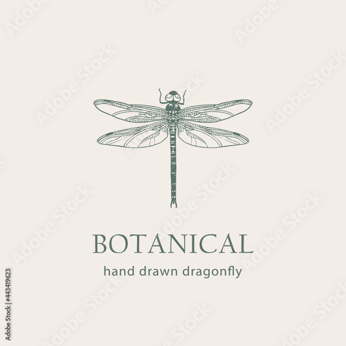 Dragonfly hand drawn Isolated vector. Botanical illustration.