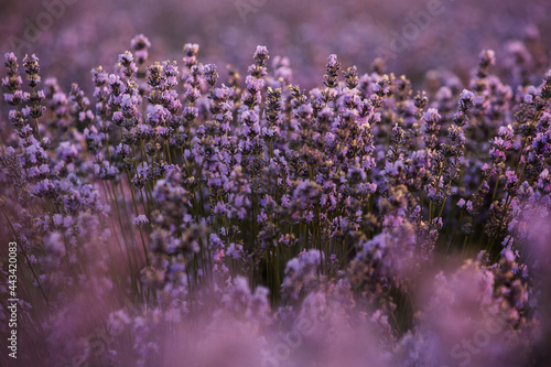 Beautiful lavender field at sunrise. Purple flower background. Blossom violet aromatic plants.