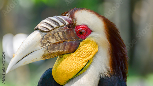Close up portrait of Wreathed hornbill, endarged species from indonesia