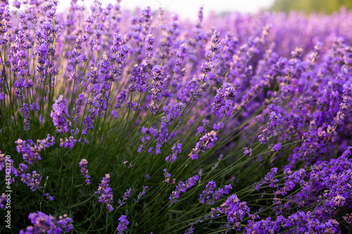 Beautiful lavender field at sunrise. Purple flower background. Blossom violet aromatic plants.