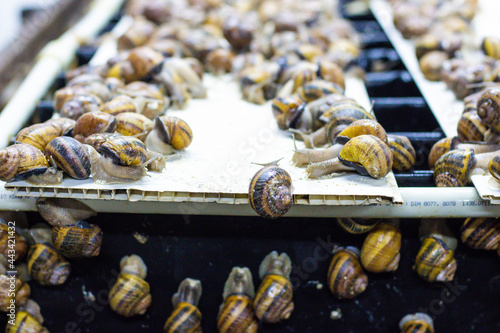 Helix Aspersa Muller, Maxima snail, organic farming, Farm Snail, which grows edible snails, shelf with snails, refrigerator for growing snails photo