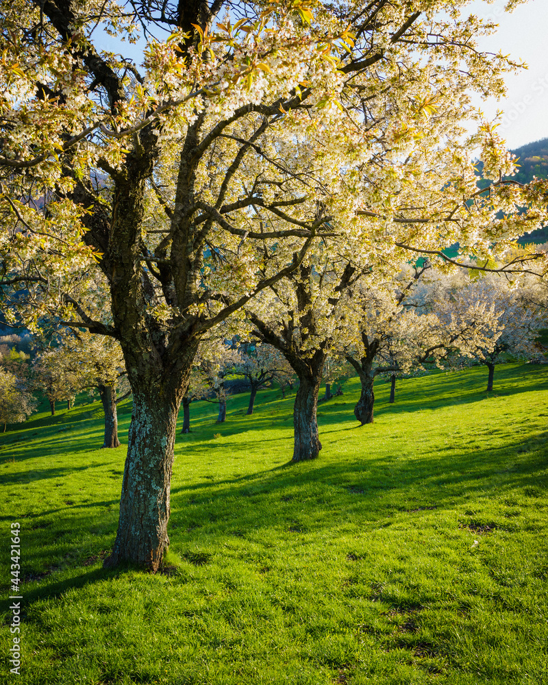 The cherry blossom sunset scene in a lovely village's orchard called Brdárka, Slovakia, Europe