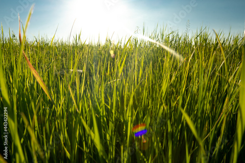 Grass in the foreground and horizon in the background. The sun shines brightly in the blue sky and gives beautiful highlights.