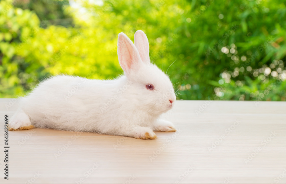 Adorable newborn tiny bunny white rabbit sitting on the wood while looking at something over bokeh natural green tree background. Easter holiday animal concept. Adorable newborn tiny bunny white rabbit sitting on the wood while looking at something over bokeh natural green tree background. Easter holiday animal concept.