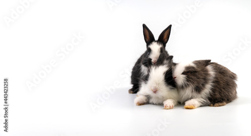 Lovely group newborn baby rabbits bunny sitting togetherness over isolated white background. Easter bunnies concept.